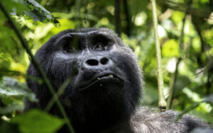 3-DAY UGANDA GORILLA SAFARI TOUR